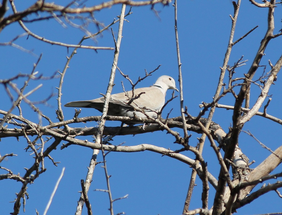 Eurasian Collared-Dove - ML77276011