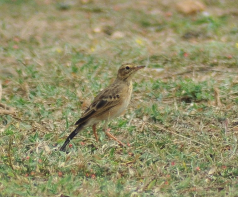 Paddyfield Pipit - JOE M RAJA