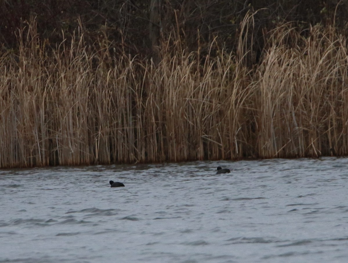 American Coot - Diane Eubanks