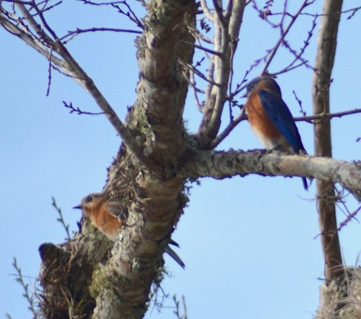 Eastern Bluebird - ML77277021