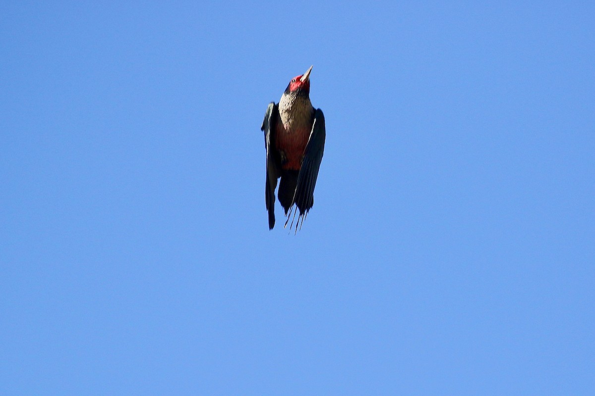 Lewis's Woodpecker - ML77277831