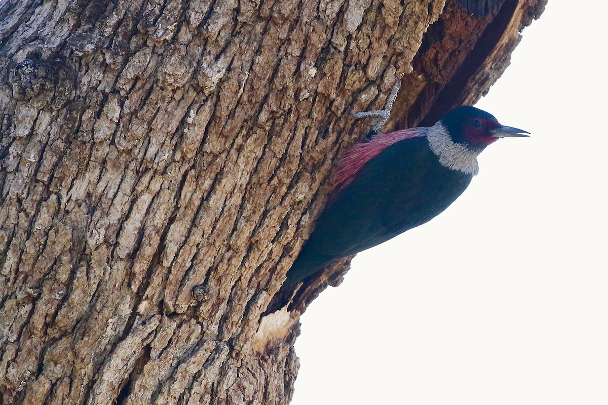 Lewis's Woodpecker - ML77277841