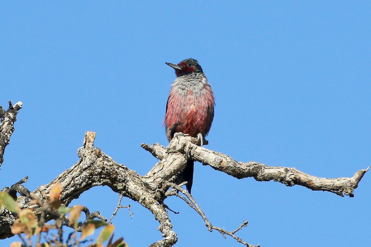 Lewis's Woodpecker - ML77277961