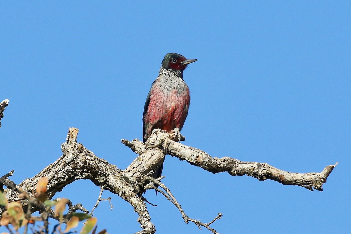 Lewis's Woodpecker - ML77278021