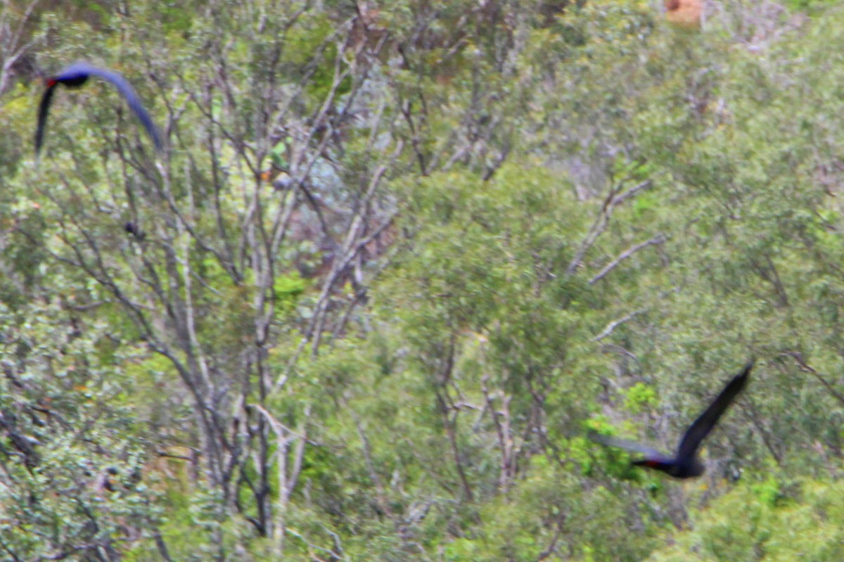 Glossy Black-Cockatoo - ML77279481