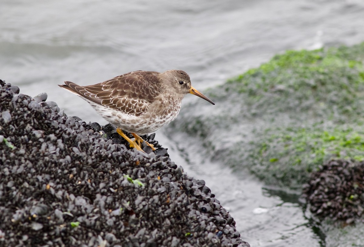 Purple Sandpiper - ML77281171