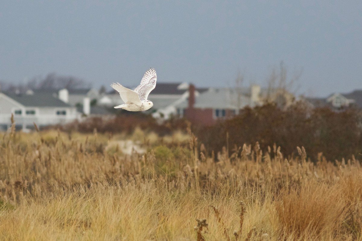 Snowy Owl - John Gluth