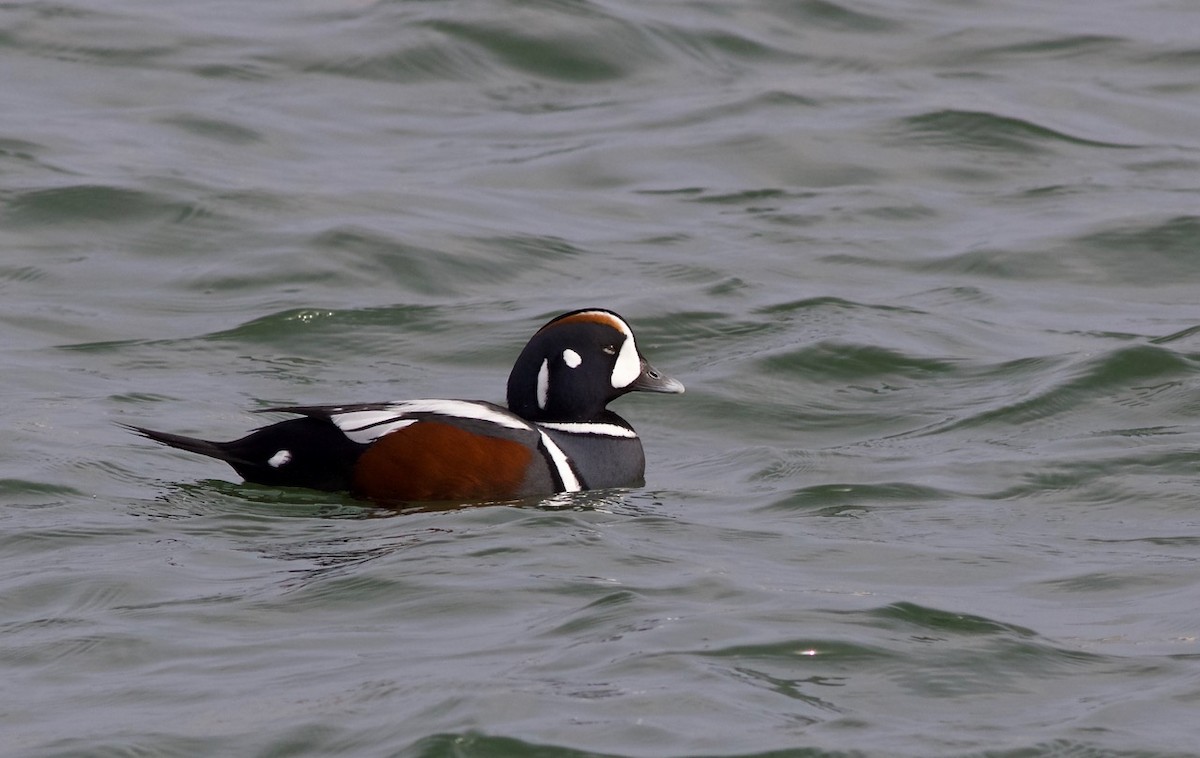 Harlequin Duck - ML77281951