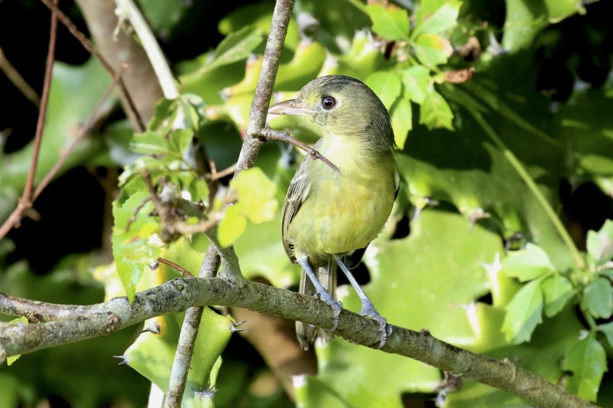 Kubavireo - ML77282281