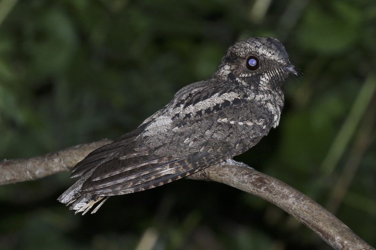 Cuban Nightjar - Knut Hansen