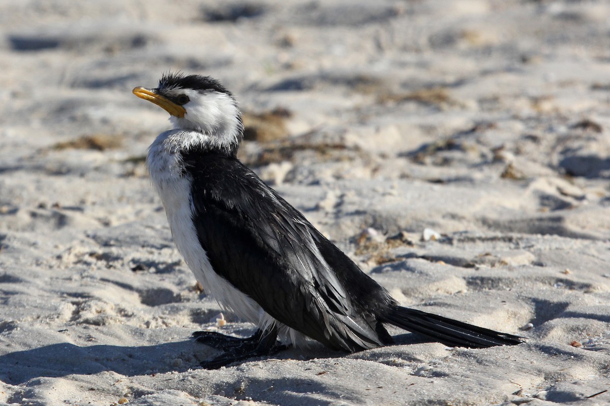 Little Pied Cormorant - ML77283871