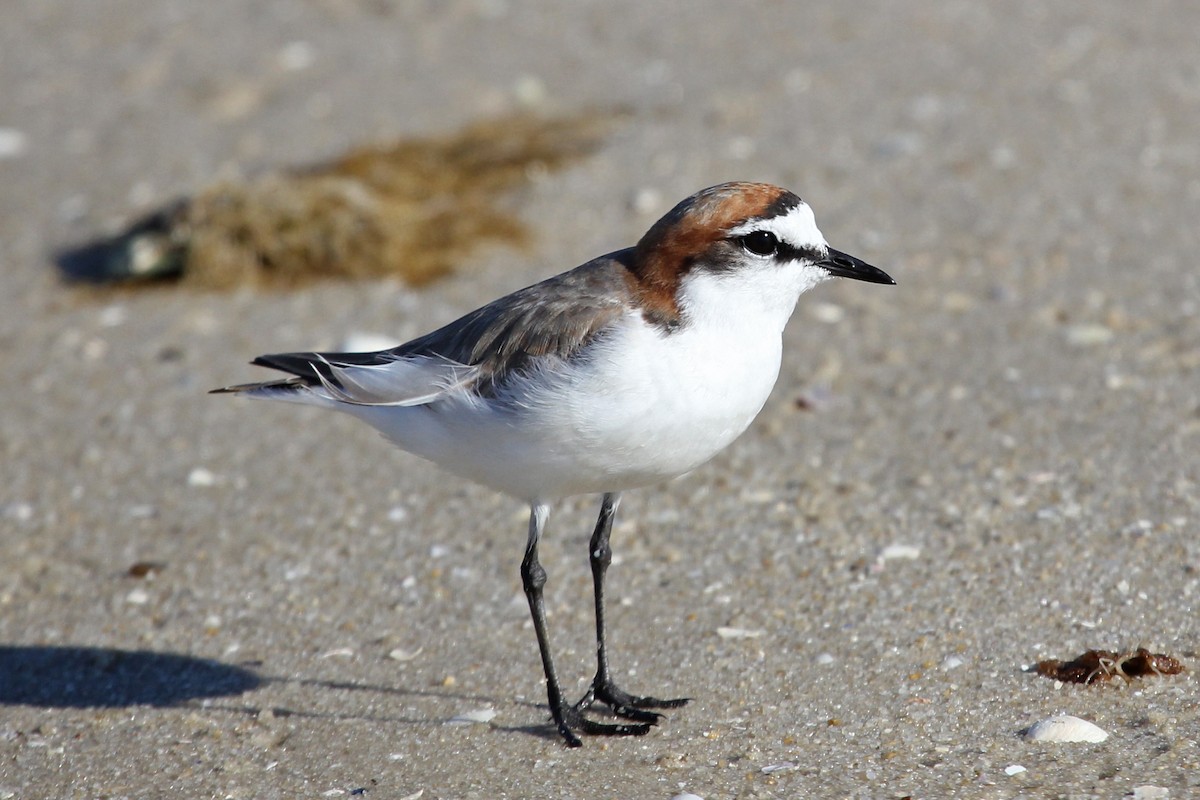 Red-capped Plover - ML77283981