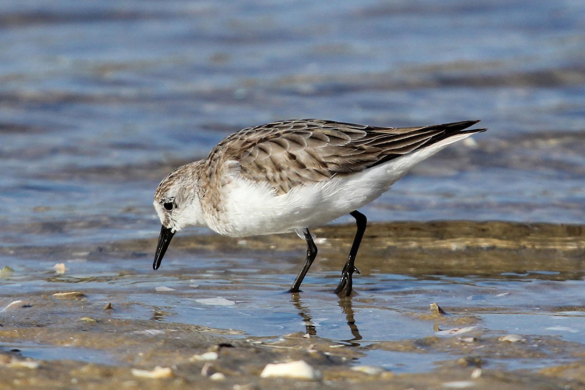 Red-necked Stint - Ray Turnbull