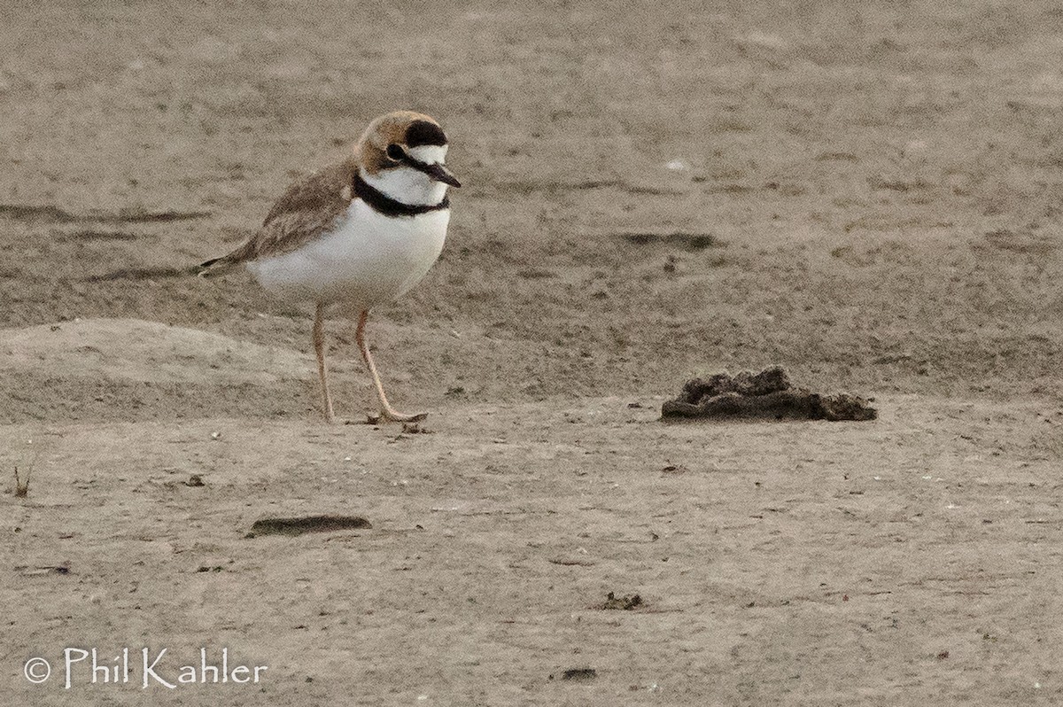 Collared Plover - Phil Kahler