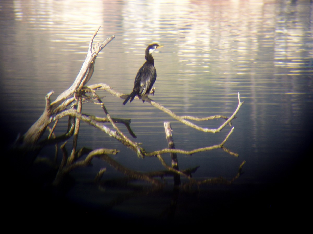 Little Pied Cormorant - ML77285541