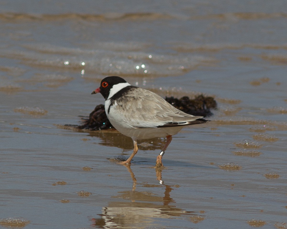 Hooded Plover - ML77285761