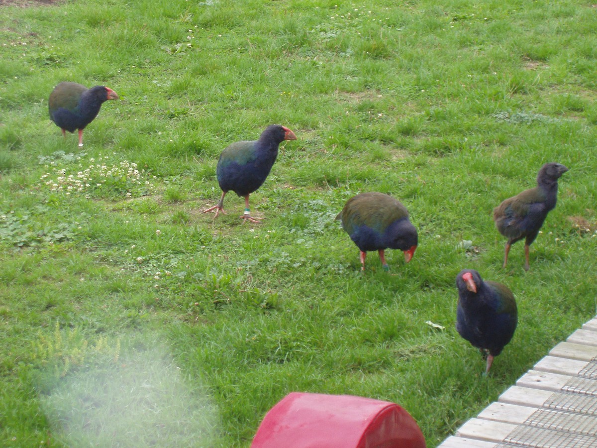 South Island Takahe - ML77286411