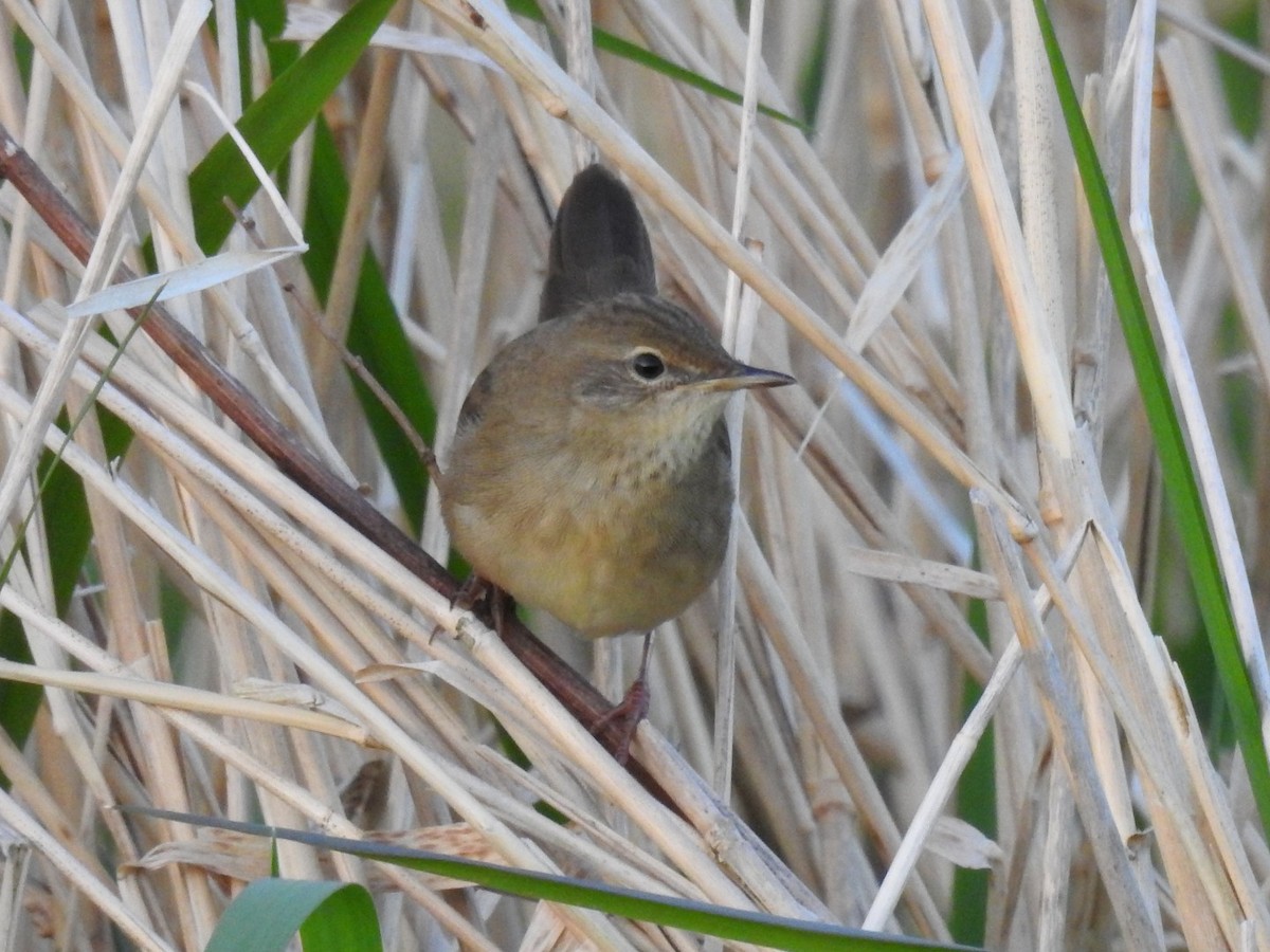 Common Grasshopper Warbler - ML77286591