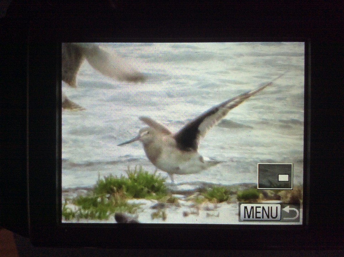 Hudsonian Godwit - David and Regan Goodyear