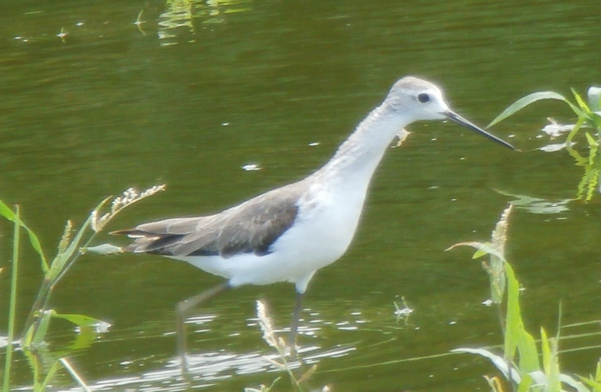 Marsh Sandpiper - Anicet Paulin