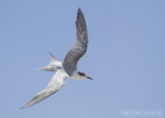 Common Tern (longipennis) - Greg McLachlan