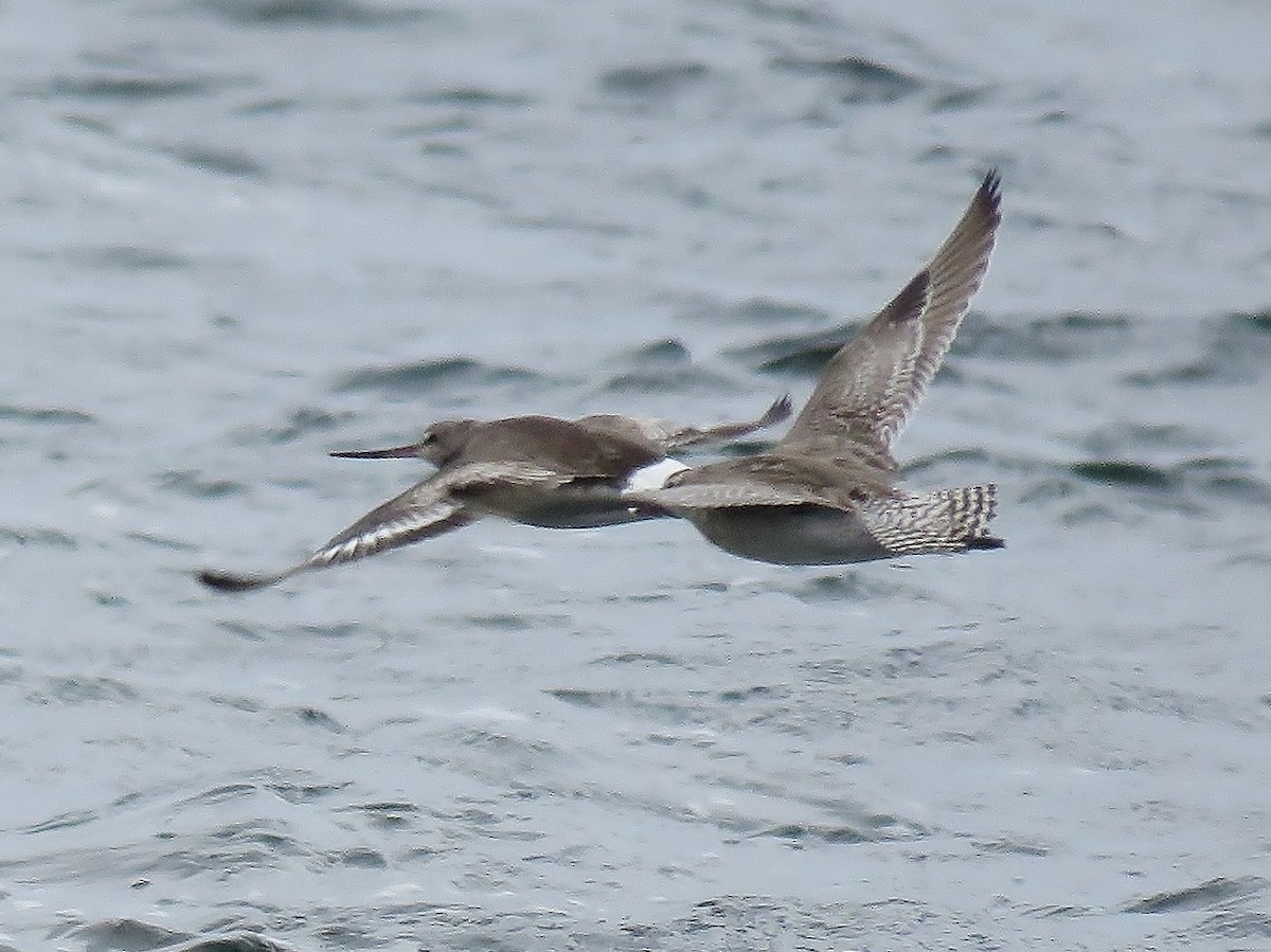 Hudsonian Godwit - Richard Arnold