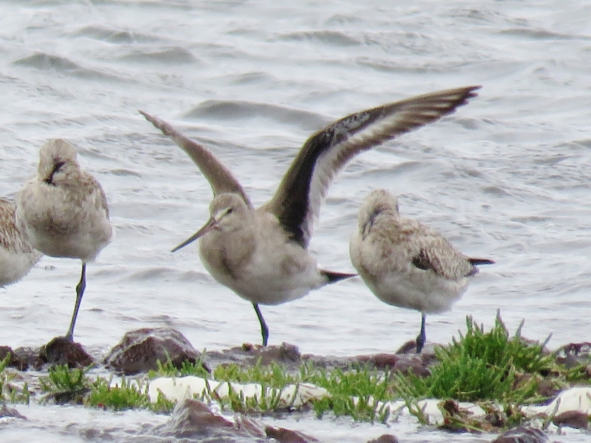 Hudsonian Godwit - ML77287851