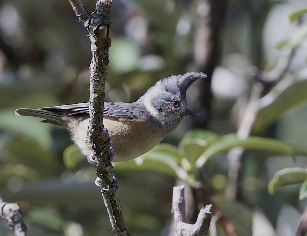 Gray-crested Tit - ML77287931