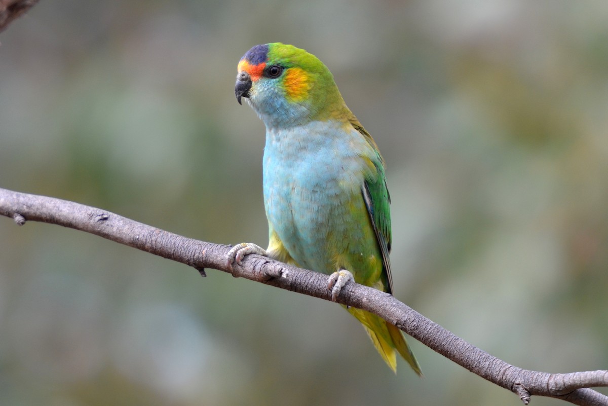 Purple-crowned Lorikeet - Dirk Tomsa