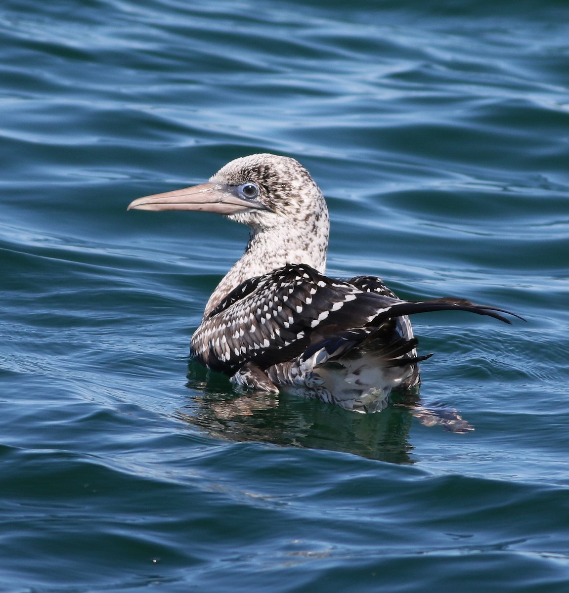 Australasian Gannet - Derek Stokes