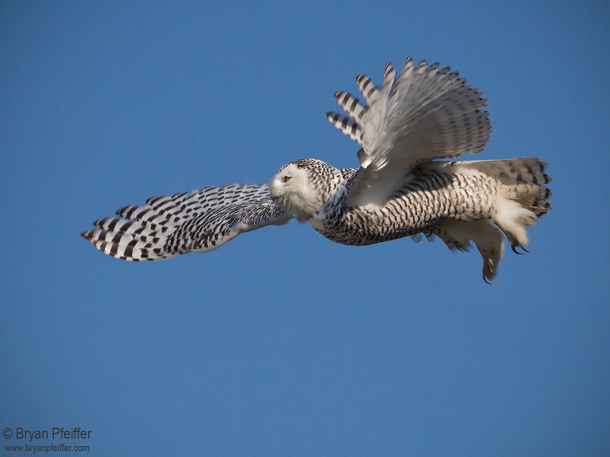Snowy Owl - Bryan Pfeiffer