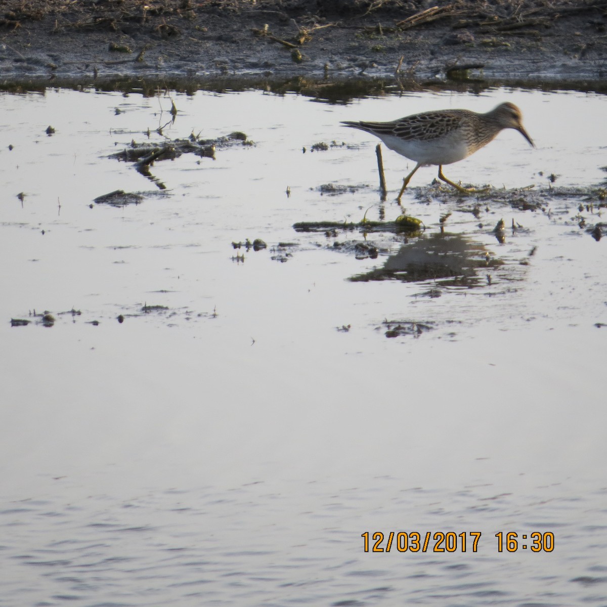 Pectoral Sandpiper - ML77293861
