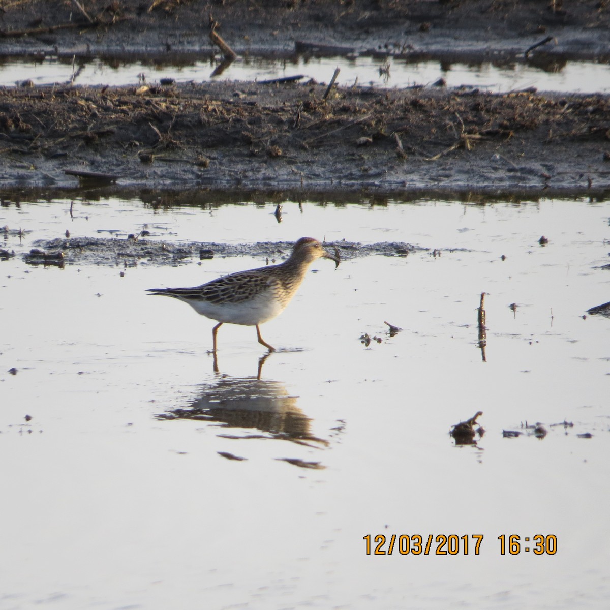 Pectoral Sandpiper - ML77293871