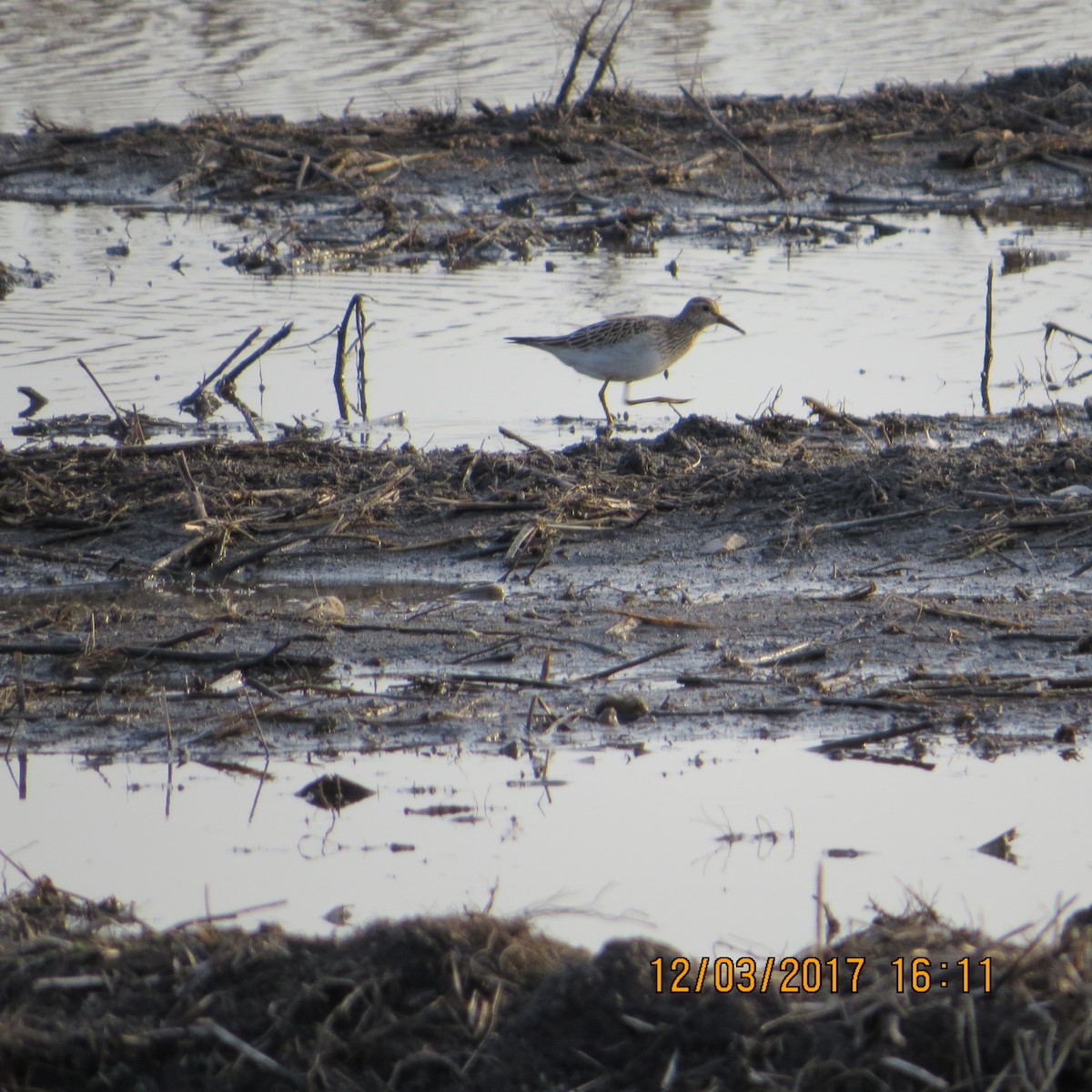Pectoral Sandpiper - ML77293881