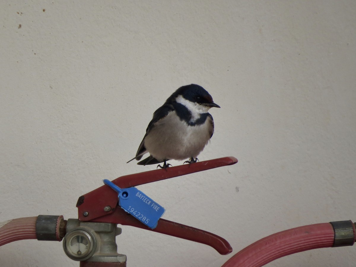 White-throated Swallow - ML77294531