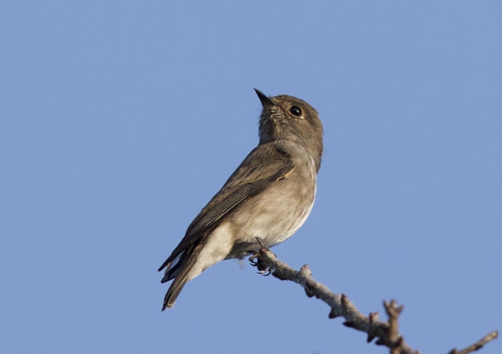 Dark-sided Flycatcher - ML77295031