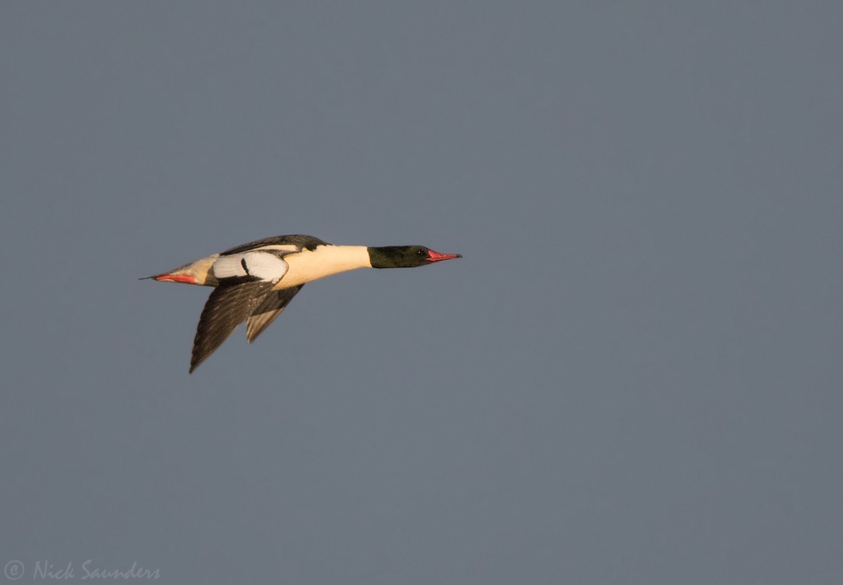 Common Merganser - ML77295271