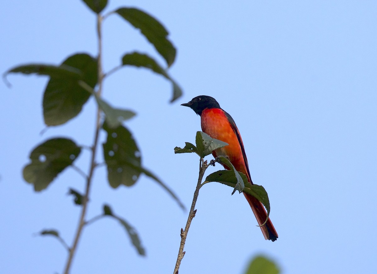 Minivet Colilargo - ML77295281