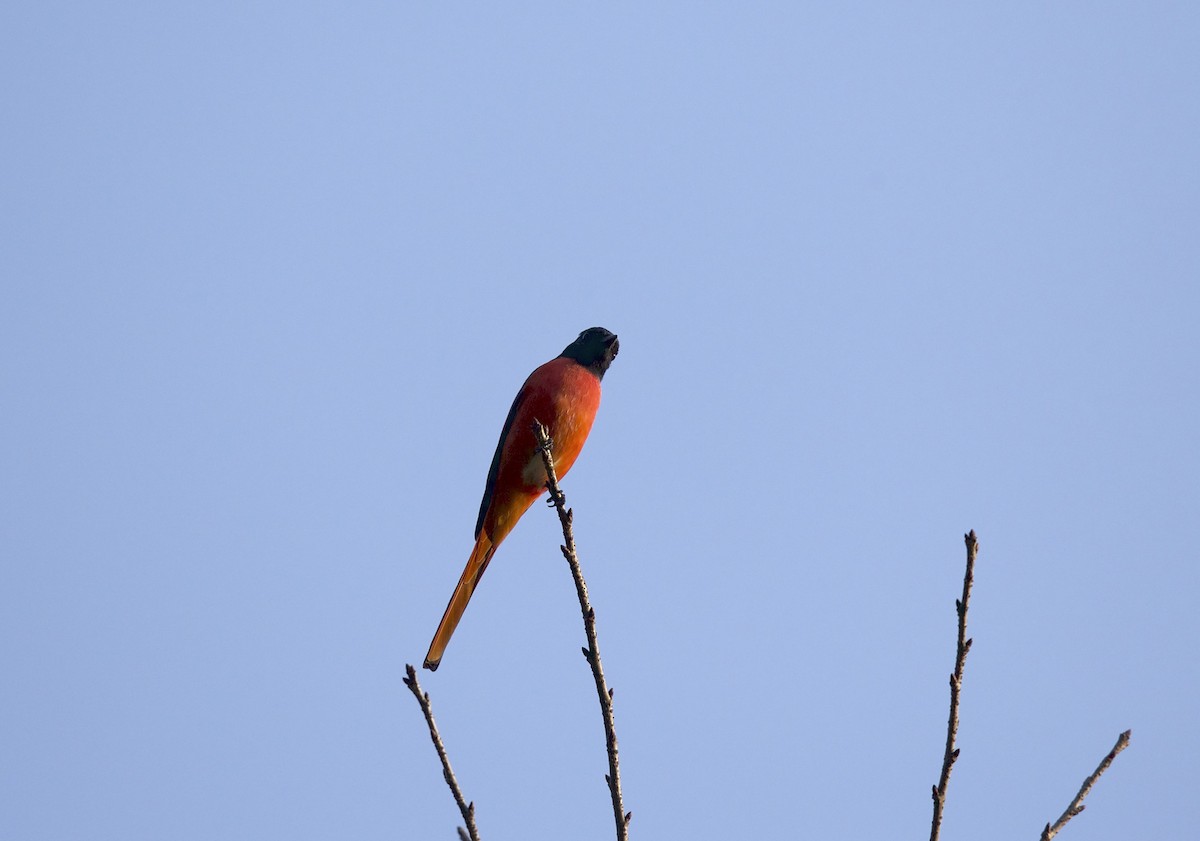 Long-tailed Minivet - ML77295291