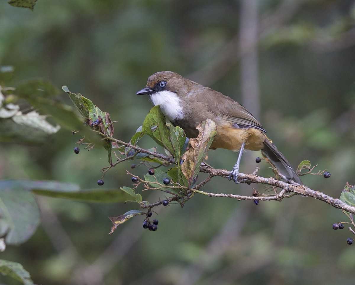 White-throated Laughingthrush - ML77295561