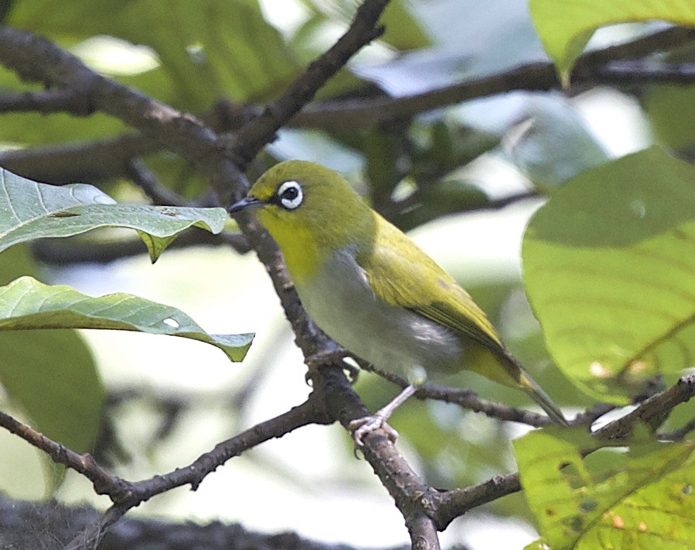 Indian White-eye - ML77295661