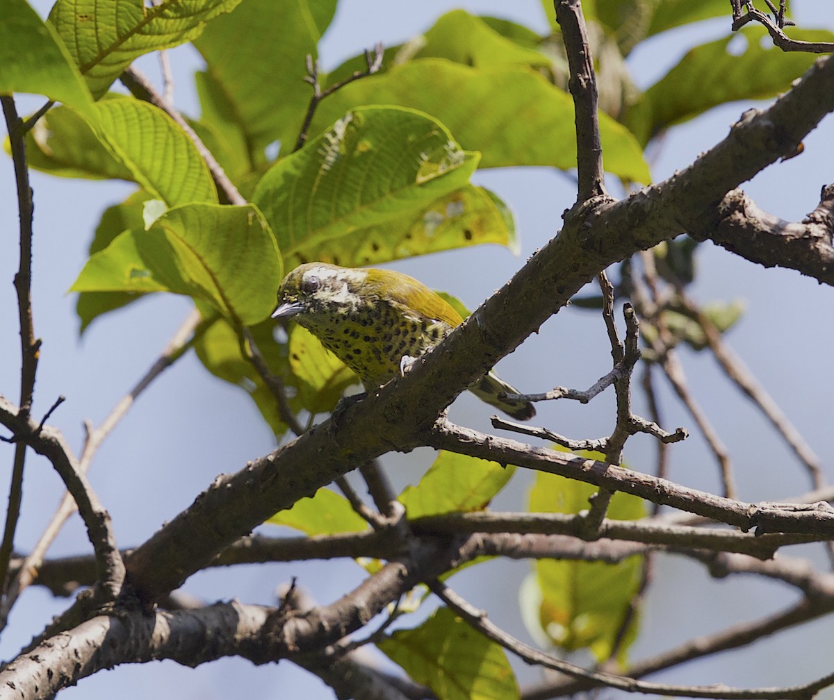 Speckled Piculet - ML77295731