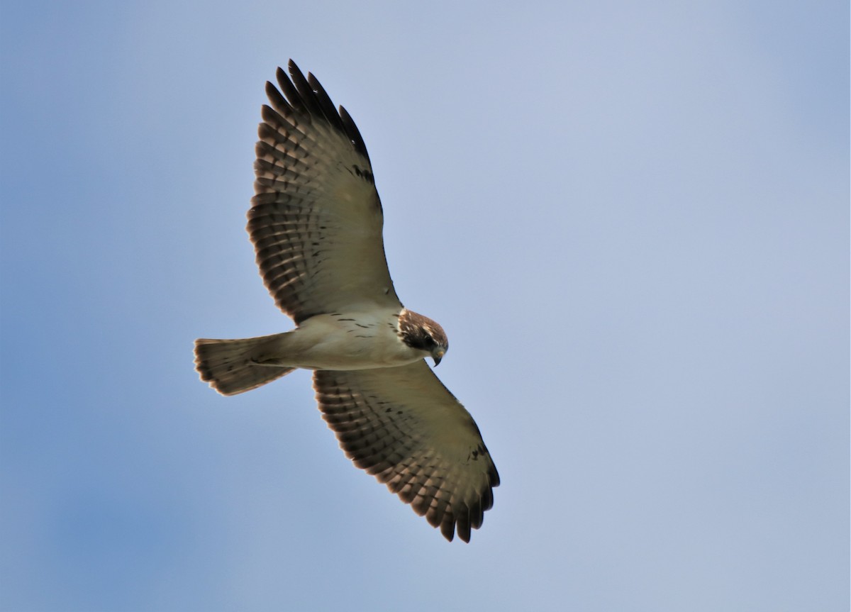 Short-tailed Hawk - Petra Del Monte