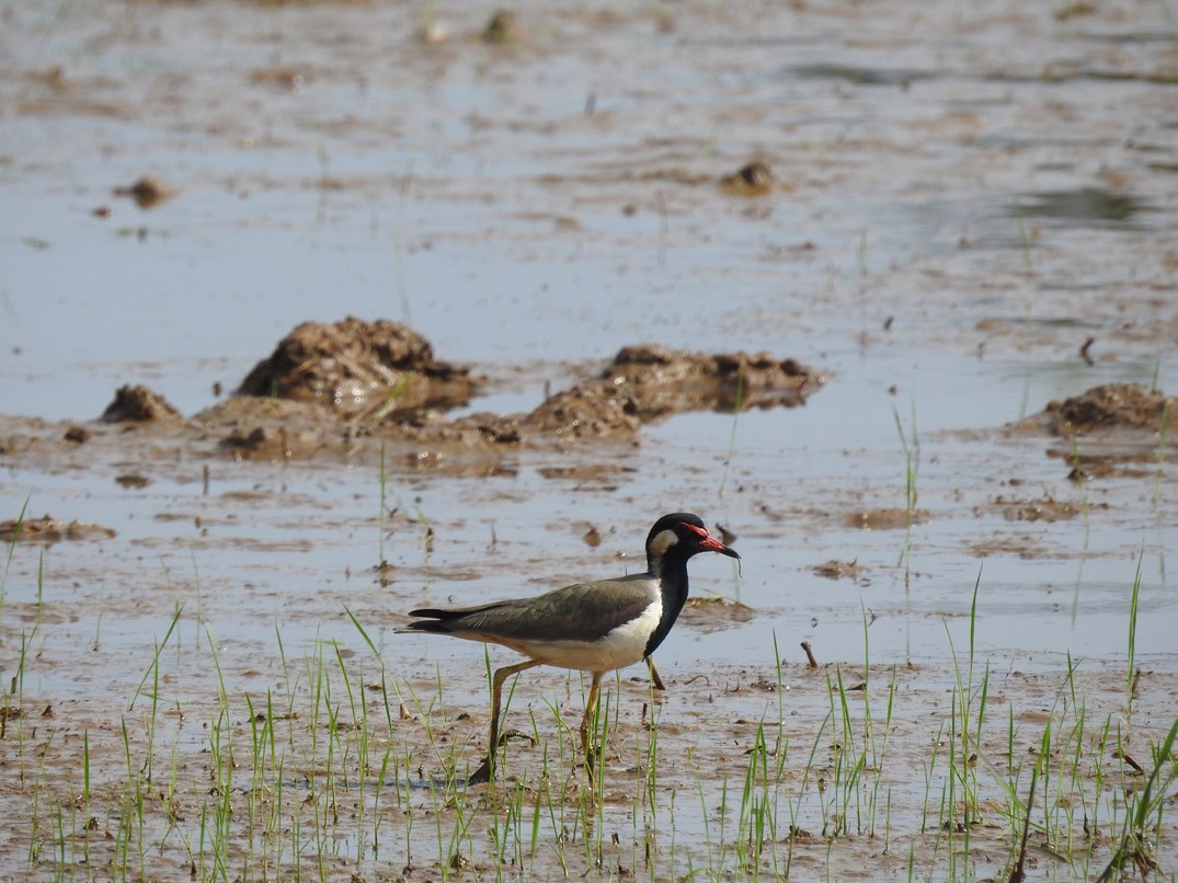 Red-wattled Lapwing - ML77296741