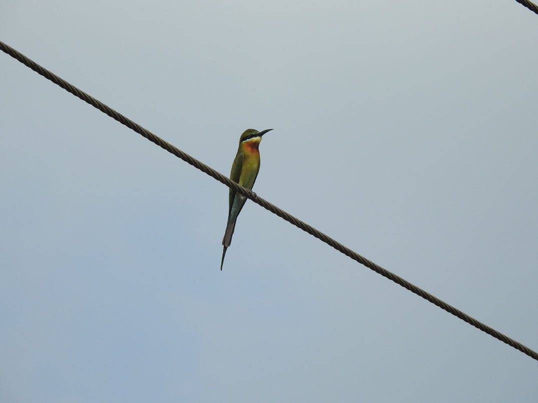 Blue-tailed Bee-eater - ML77296911