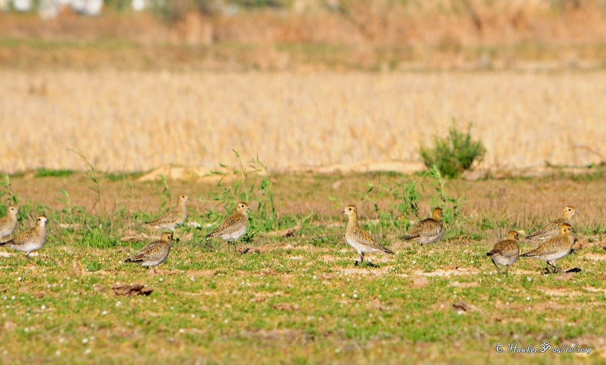 European Golden-Plover - ML77297061