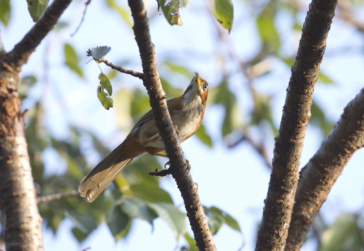 Rusty-cheeked Scimitar-Babbler - ML77297731