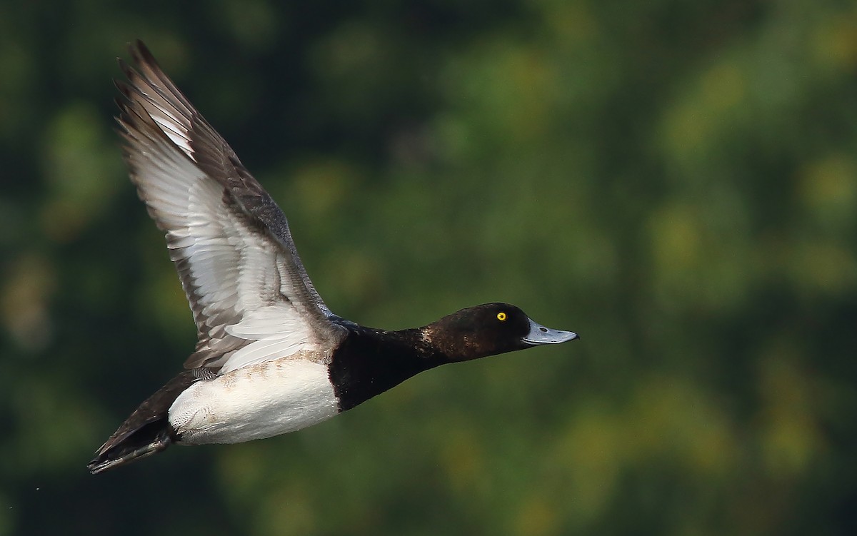 Greater Scaup - Amitava Ganguly