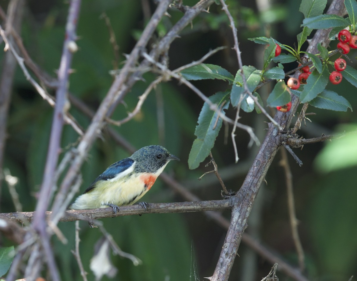 Fire-breasted Flowerpecker - ML77298111