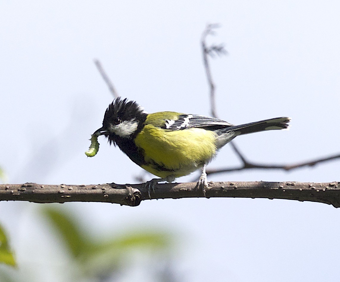 Mésange montagnarde - ML77298231